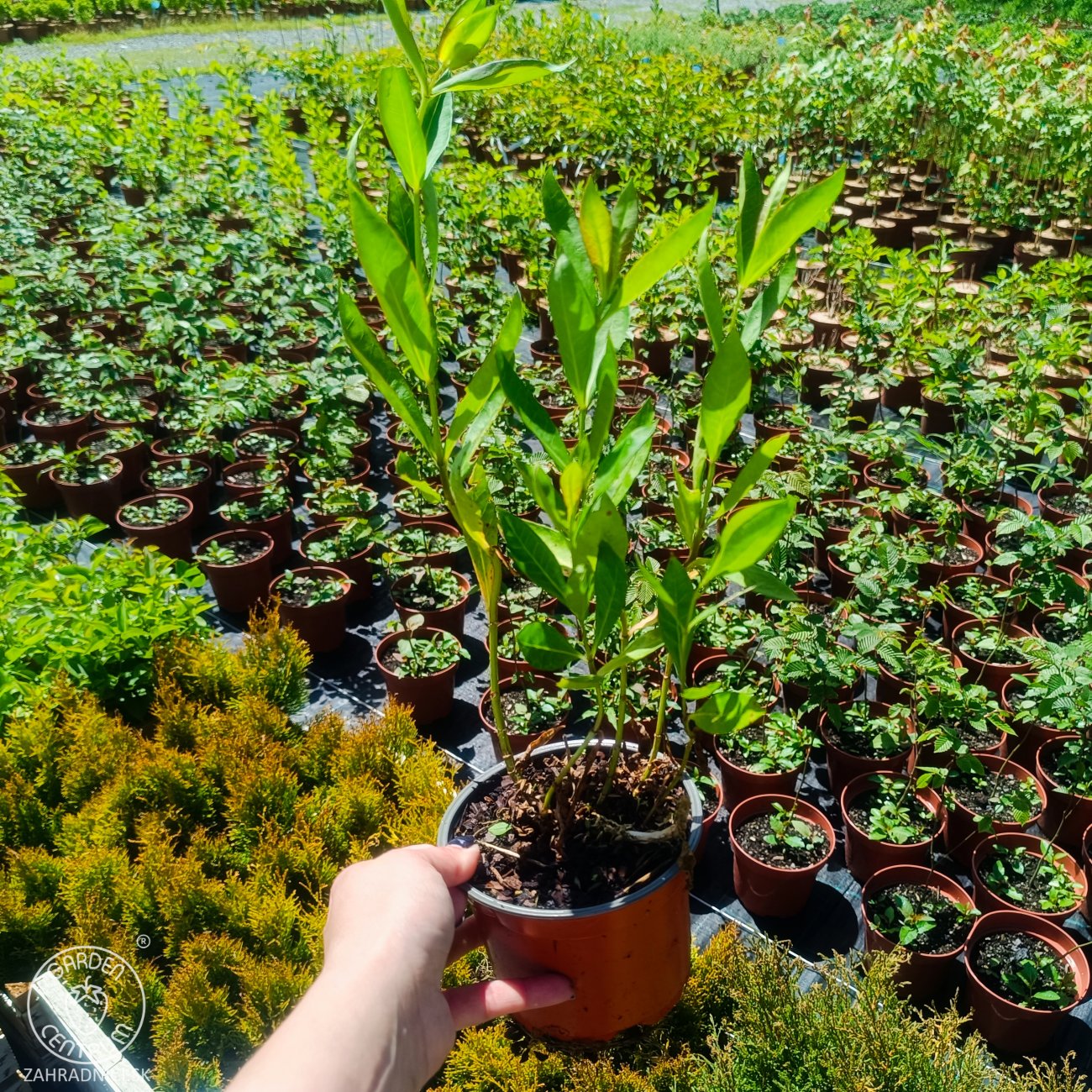 Obrázok Flox metlinatý (Phlox paniculata) ‘SWEET SUMMER CANDY’® - kont. C1,5L